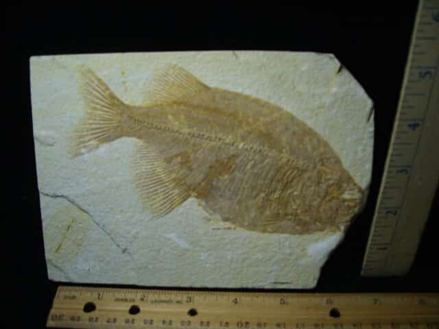 Phareodus Fossil  Fish (021324n) - Image 2