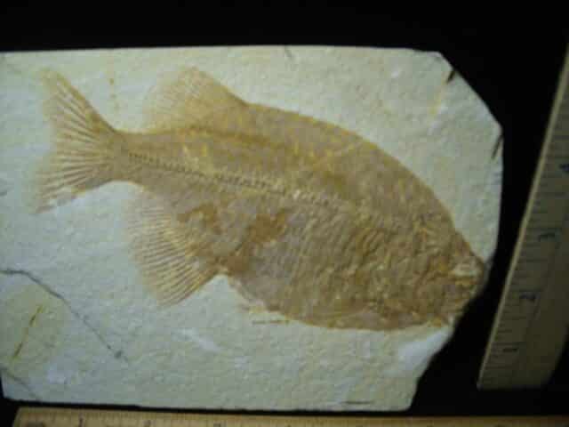 Phareodus Fossil  Fish (021324n) - Image 3