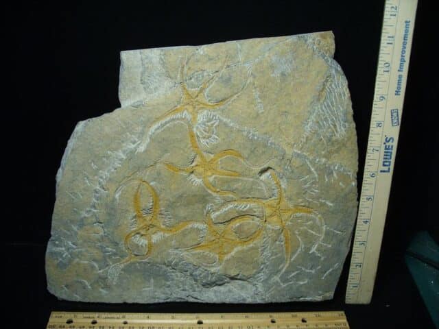 Fossilized Starfish on Matrix  (081122d) - Image 3
