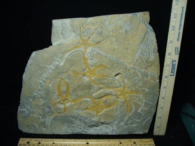 Fossilized Starfish on Matrix  (081122d)