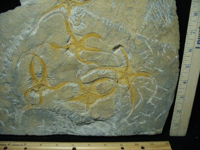 Fossilized Starfish on Matrix  (081122d) - Image 2