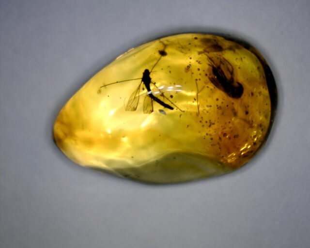Dominican Amber Specimen with Mosquito & Fly (091822a)
