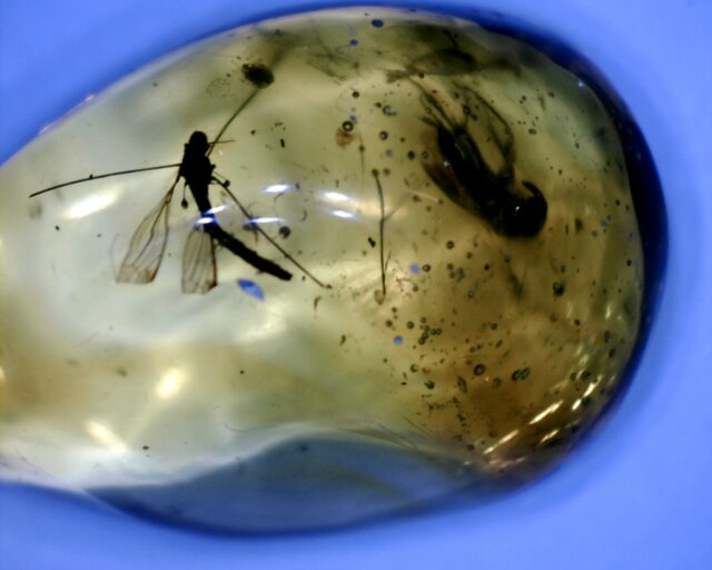 Dominican Amber Specimen with Mosquito & Fly (091822a) - Image 2