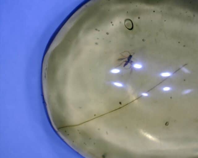 Dominican Amber Specimen with Mosquito  (091822b) - Image 2