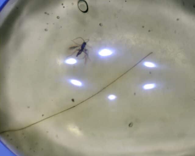 Dominican Amber Specimen with Mosquito  (091822b)