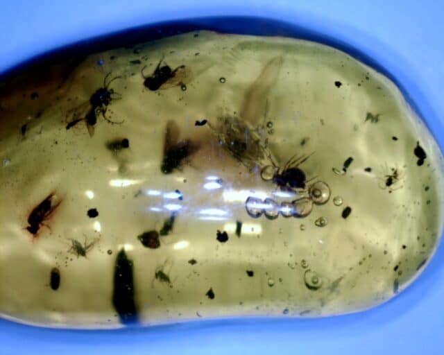 Dominican Amber Specimen with Mosquito, Wasp, Spider, & Fly  (091822e)
