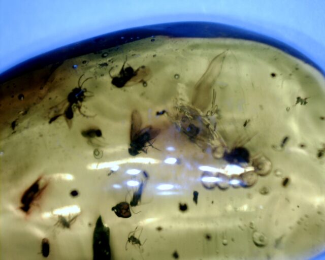 Dominican Amber Specimen with Mosquito, Wasp, Spider, & Fly  (091822e) - Image 2