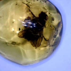 Dominican Amber Specimen with Excellent Fly  (091822g)