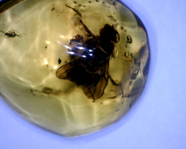 Dominican Amber Specimen with Excellent Fly  (091822g)