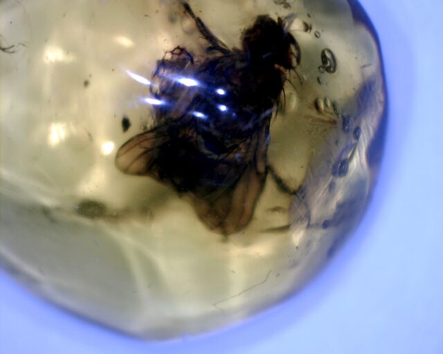 Dominican Amber Specimen with Excellent Fly  (091822g) - Image 2