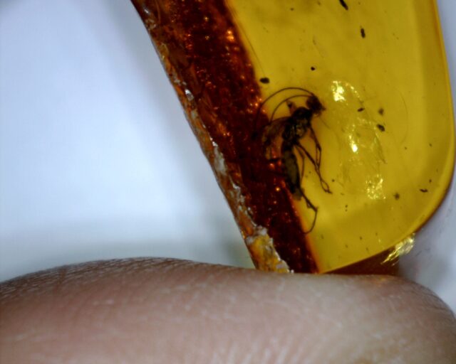 Baltic Amber Specimen with Wasp  (061822w)