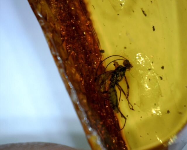 Baltic Amber Specimen with Wasp  (061822w) - Image 2