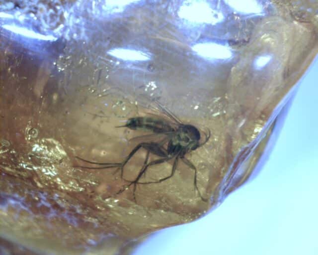 Baltic Amber Specimen with Mosquito (062322r)
