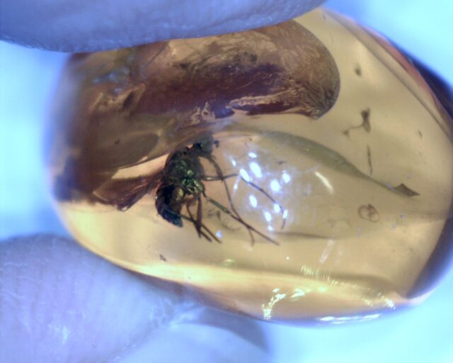 Baltic Amber Specimen with Mosquito  (062322s)