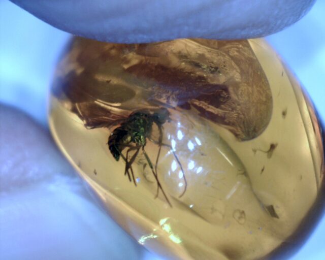 Baltic Amber Specimen with Mosquito  (062322s) - Image 2