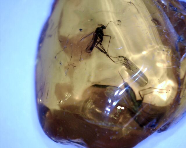 Baltic Amber Specimen with 2 Mosquito  (062322v)