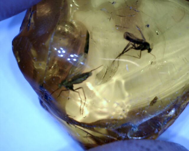 Baltic Amber Specimen with 2 Mosquito  (062322v) - Image 2