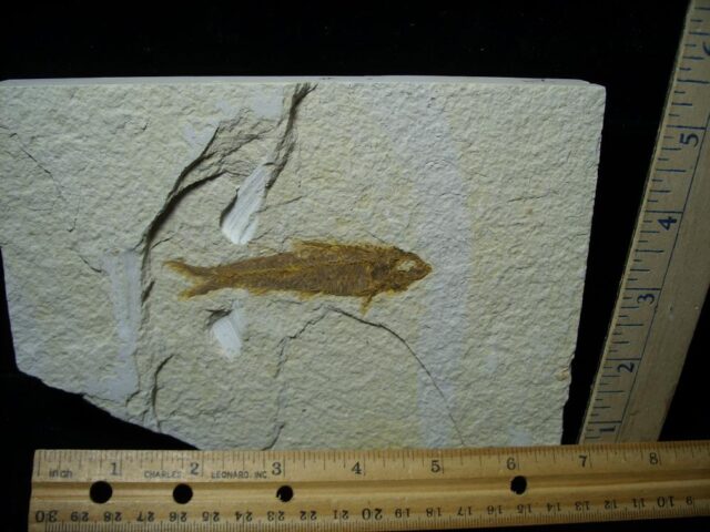 Fossilized “Green River” Fish (090122a)....ON HOLD for Michael K  04/04/24