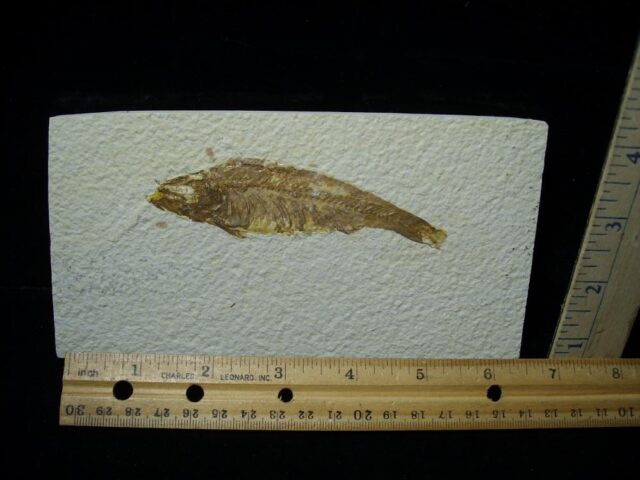 Fossilized “Green River” Fish (090122c)