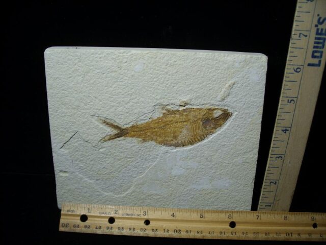 Fossilized “Green River” Fish (090122d)