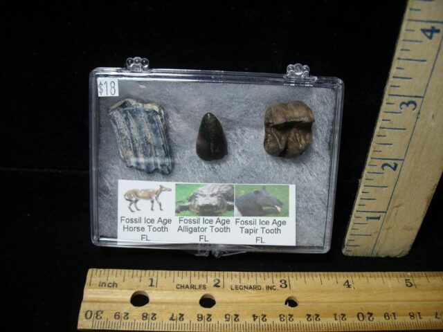 Small Ice Age Fossil Kit (090122f) 