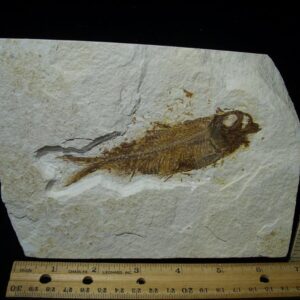 Fossilized “Green River” Fish (090122k)