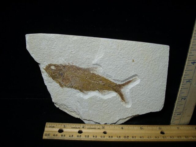 Fossilized “Green River” Fish (090122m)