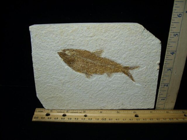 Fossilized “Green River” Fish (090222d)
