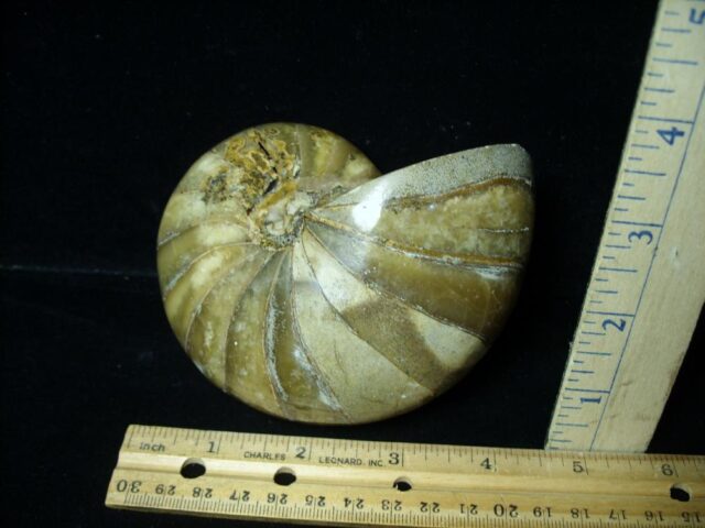 Polished  Fossilized Nautilus (090222f)