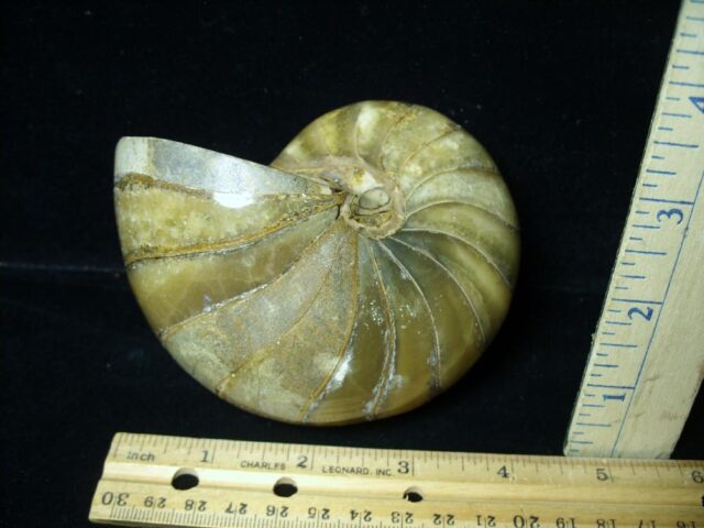 Polished  Fossilized Nautilus (090222f) - Image 2