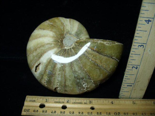 Polished  Fossilized Nautilus (090222g) - Image 2