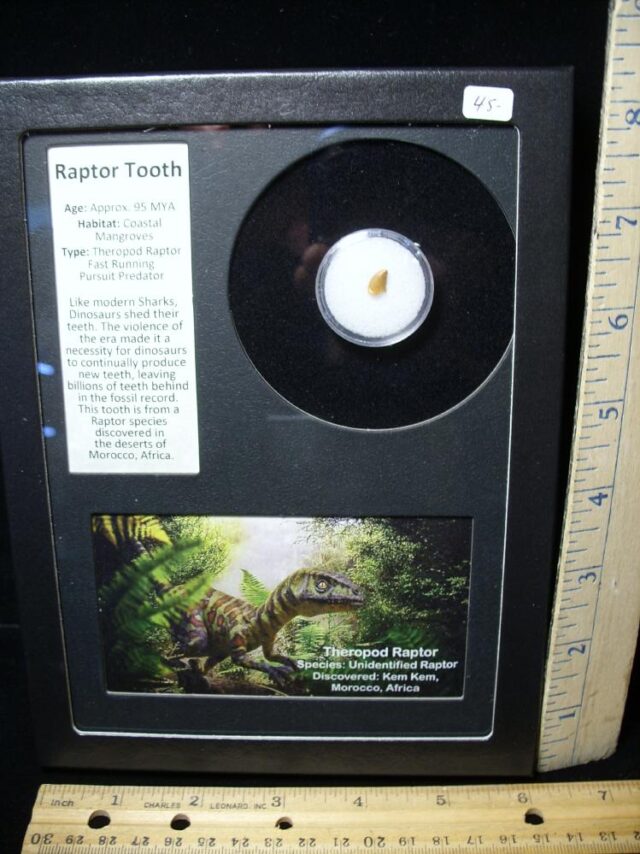 Authentic Raptor Dinosaur Tooth (090622b)