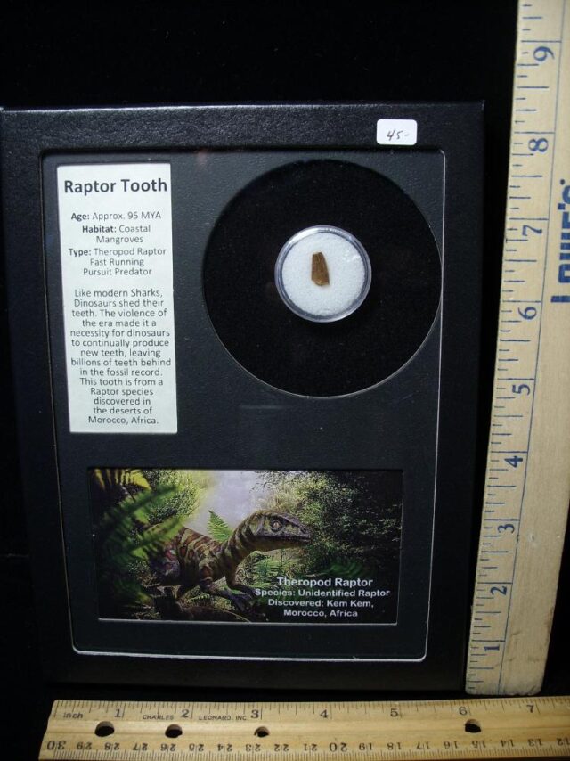Authentic Raptor Dinosaur Tooth (090622c)