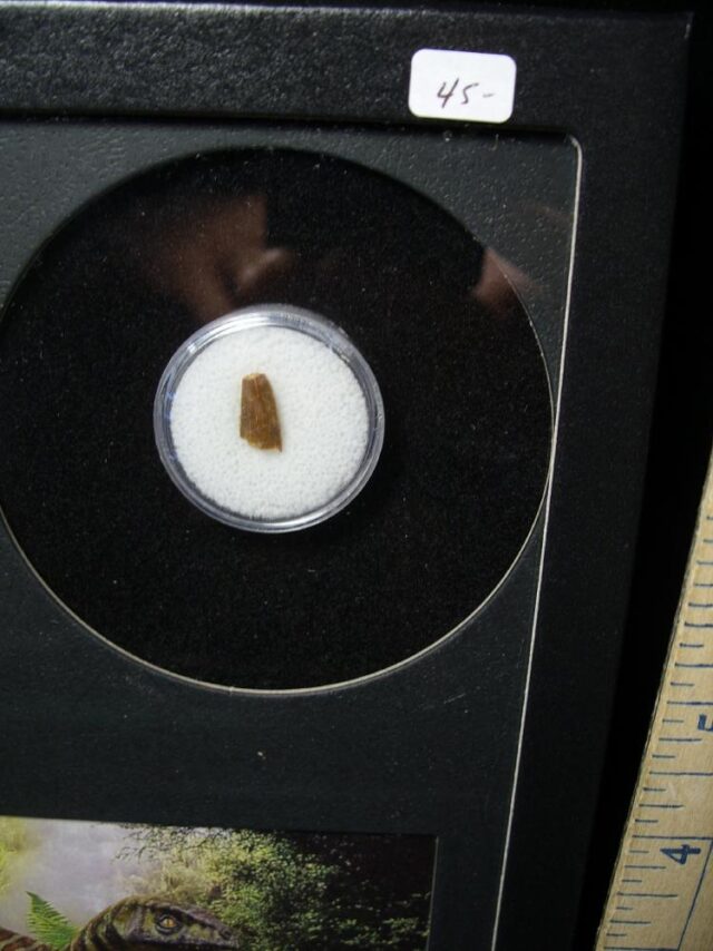 Authentic Raptor Dinosaur Tooth (090622c) - Image 2