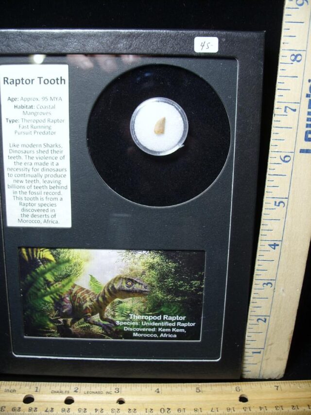 Authentic Raptor Dinosaur Tooth (090622d)