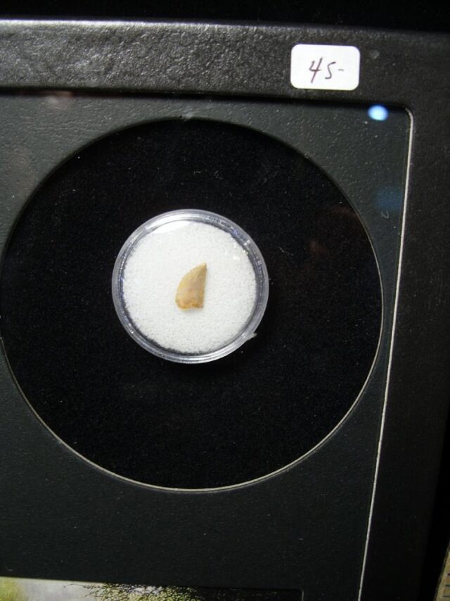 Authentic Raptor Dinosaur Tooth (090622d) - Image 2