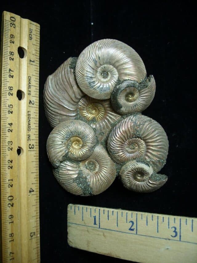 Iridescent/Pyritized  Ammonite Cluster (090622m)