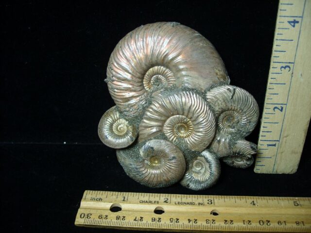 Iridescent/Pyritized  Ammonite Cluster (091222a)