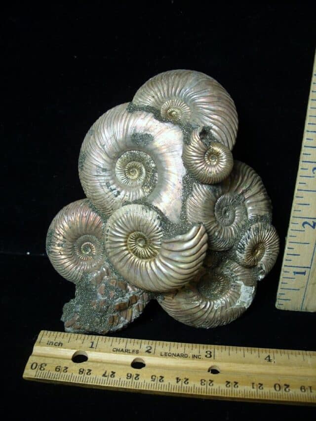 Iridescent/Pyritized  Ammonite Cluster (091222b)
