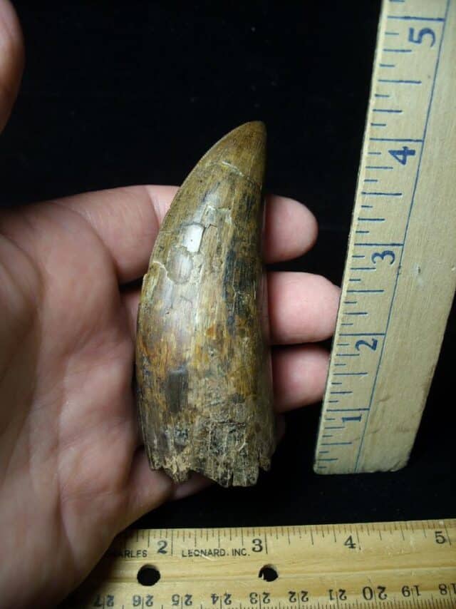 Large Tyrannosaurus rex Dinosaur Tooth (091222c)........SOLD ..09/21/22 - Image 10