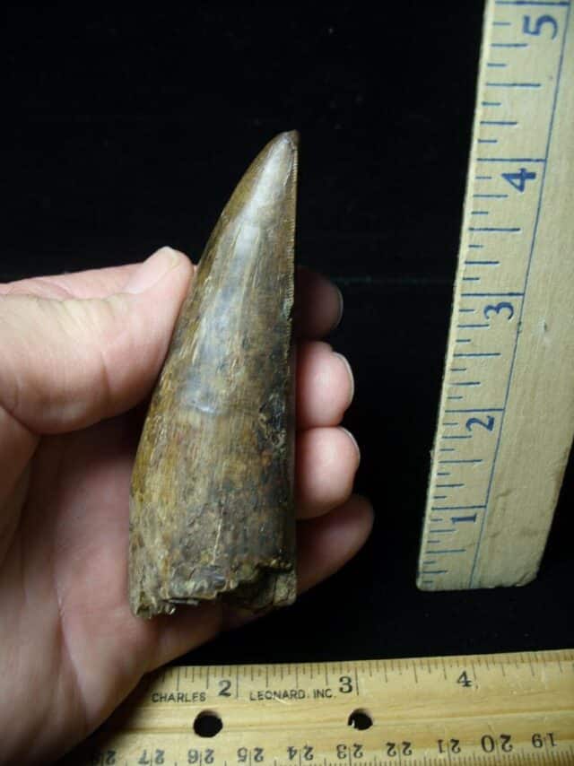 Large Tyrannosaurus rex Dinosaur Tooth (091222c)........SOLD ..09/21/22 - Image 9