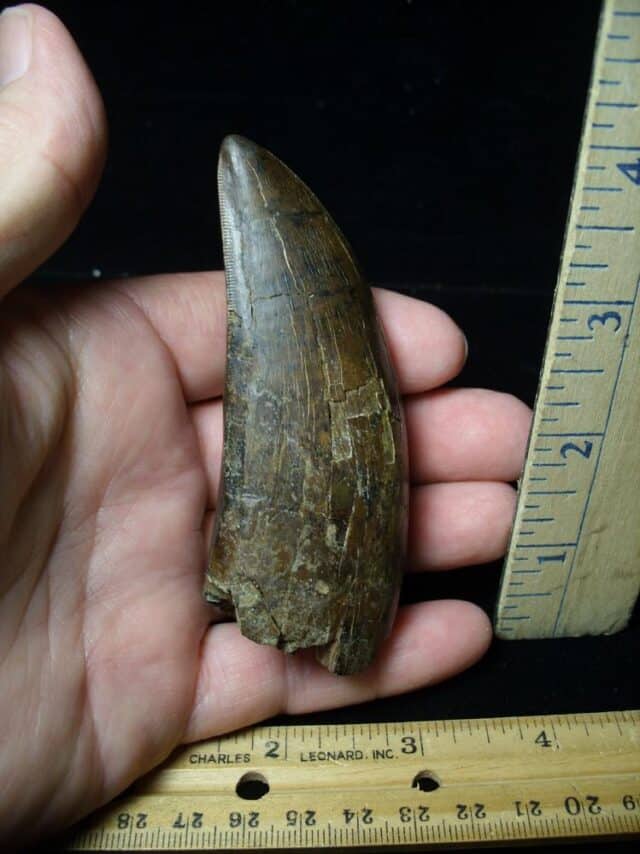 Large Tyrannosaurus rex Dinosaur Tooth (091222c)........SOLD ..09/21/22 - Image 8