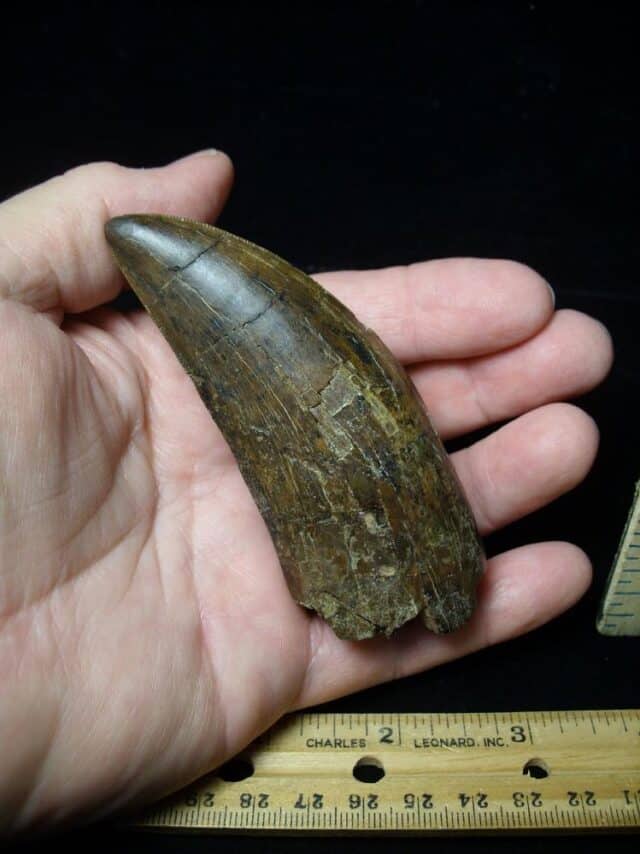 Large Tyrannosaurus rex Dinosaur Tooth (091222c)........SOLD ..09/21/22 - Image 7