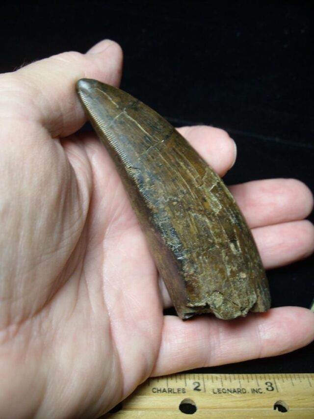 Large Tyrannosaurus rex Dinosaur Tooth (091222c)........SOLD ..09/21/22