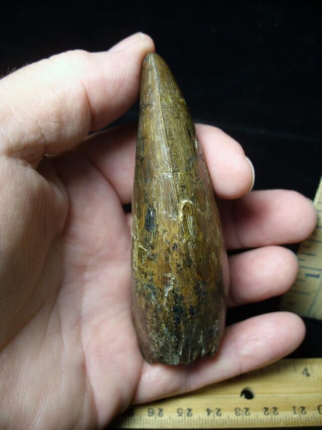 Large Tyrannosaurus rex Dinosaur Tooth (091222c)........SOLD ..09/21/22 - Image 2