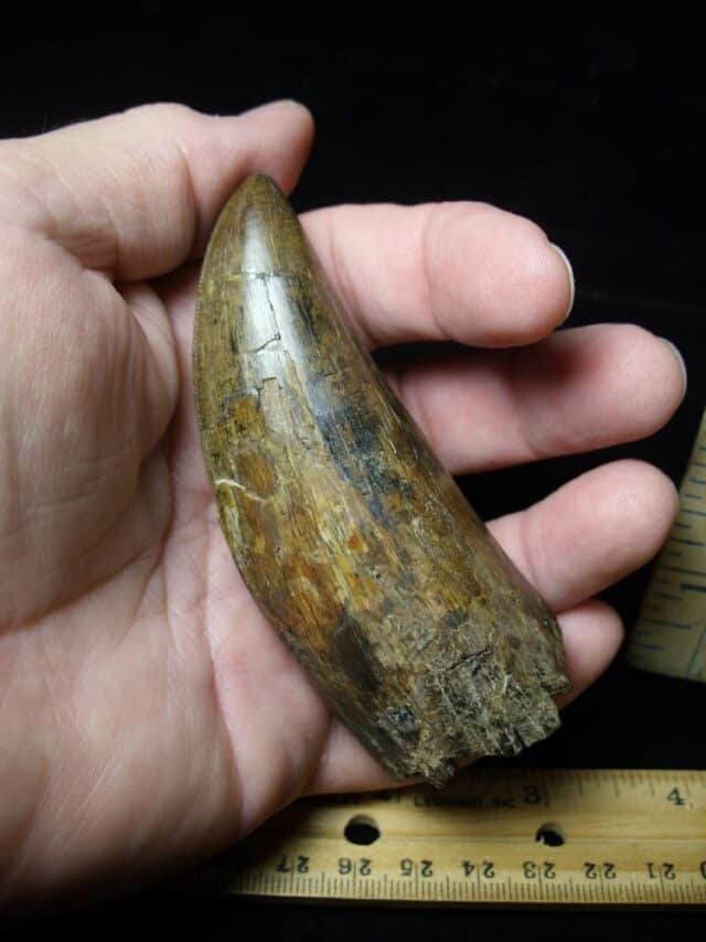 Large Tyrannosaurus rex Dinosaur Tooth (091222c)........SOLD ..09/21/22 - Image 3