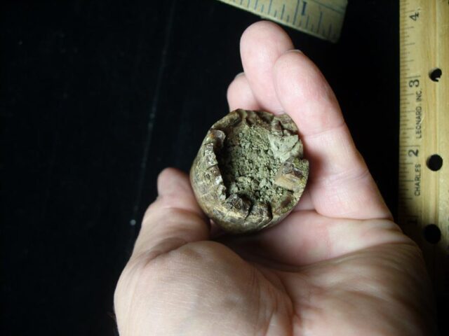 Large Tyrannosaurus rex Dinosaur Tooth (091222c)........SOLD ..09/21/22 - Image 4