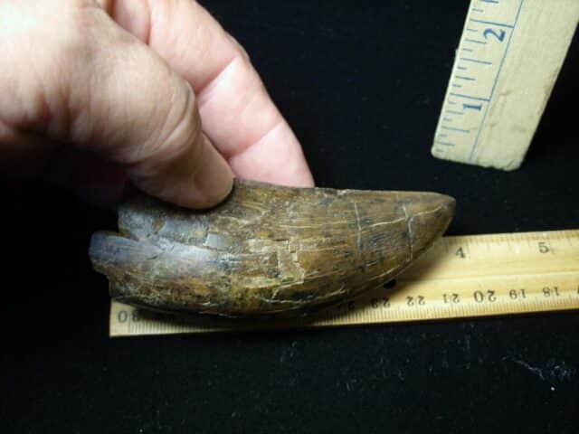 Large Tyrannosaurus rex Dinosaur Tooth (091222c)........SOLD ..09/21/22 - Image 5