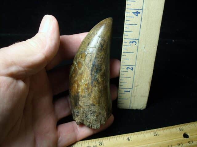 Large Tyrannosaurus rex Dinosaur Tooth (091222c)........SOLD ..09/21/22 - Image 6
