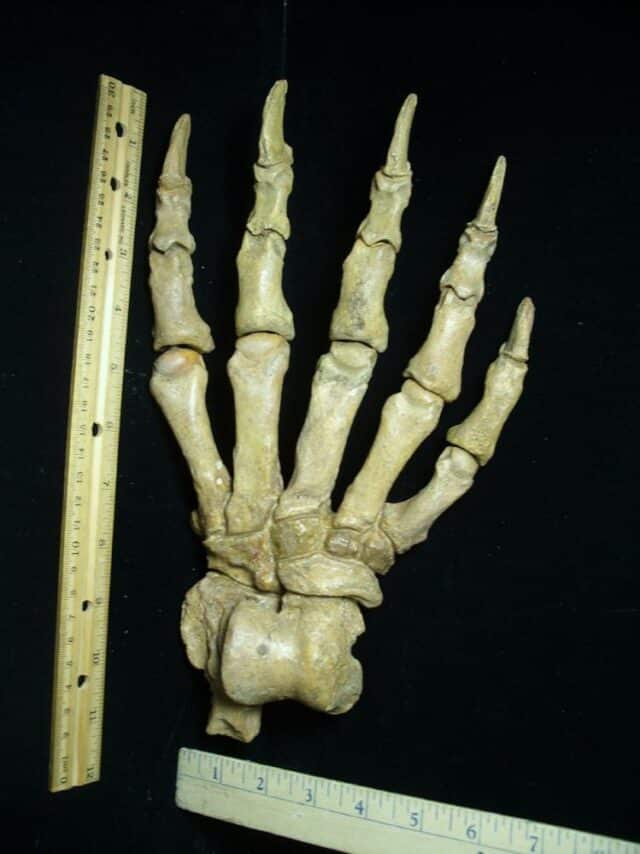 Extra Large Fossilized Cave Bear Foot (091222g)